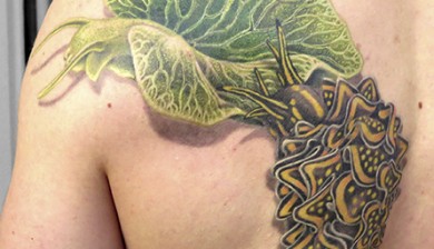 allstyle tattoo berlin ink miss nico watersnale wasserschnecke snale schnecke color colortattoo realistic realistictattoo