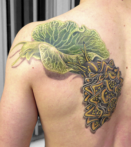 allstyle tattoo berlin ink miss nico watersnale wasserschnecke snale schnecke color colortattoo realistic realistictattoo